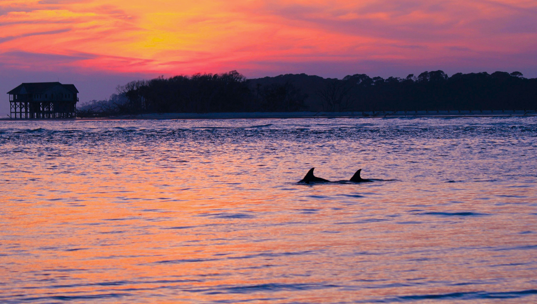 sunsetdolphins