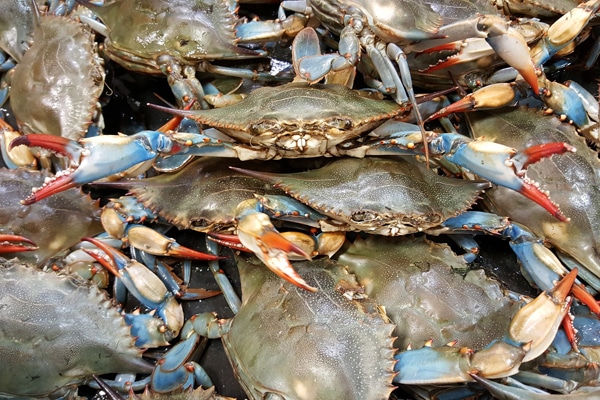 pix-crab-2124136_600