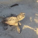 Sea Turtle Fripp Island
