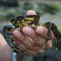 crabbing200