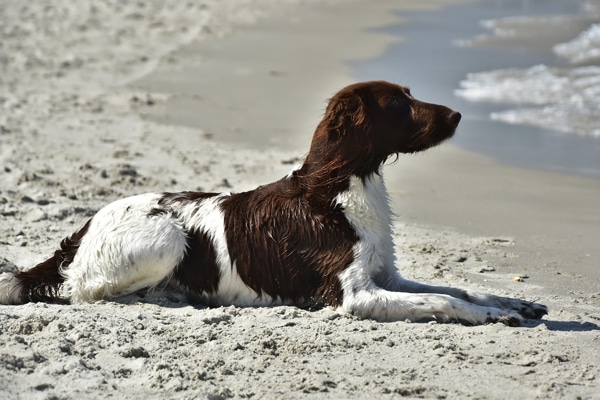Brown and white dog lying on sandy beach near water, perfect for a South Carolina vacation.
