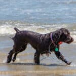 Dog on the Fripp Island beach