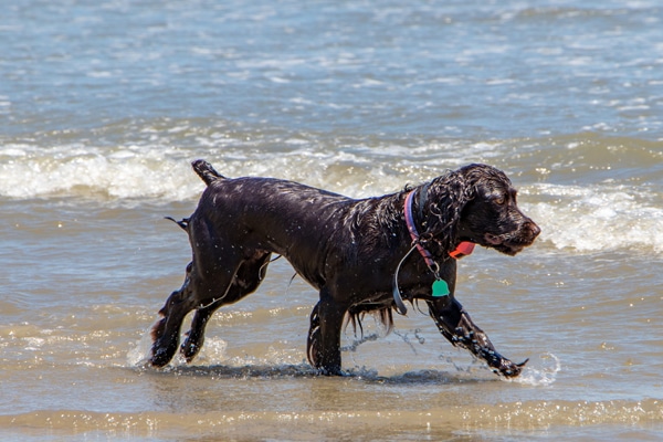Dog on the Fripp Island beach