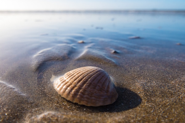 Close-up of a seashell on wet sand by the shoreline, perfect for a South Carolina vacation.