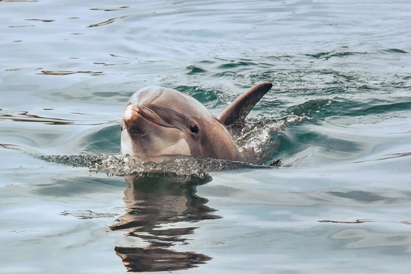 Hunting Island Dolphin Cruise