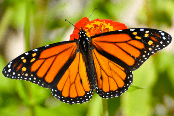 A monarch butterfly with orange and black wings rests on a flower during a relaxing Fripp Island vacation rental.