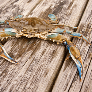 Explore Our Guide For Crabbing on Fripp Island