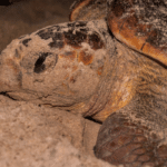 Close-up of a sea turtle partially covered in sand, embodying the calm of a Lowcountry family vacation.