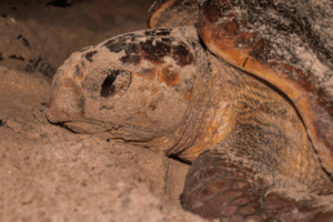Close-up of a sea turtle partially covered in sand, embodying the calm of a Lowcountry family vacation.