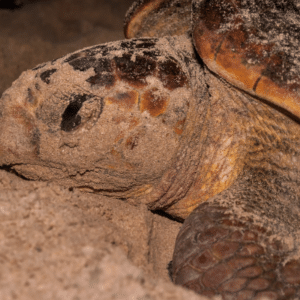 Close-up of a sea turtle partially covered in sand, embodying the calm of a Lowcountry family vacation.