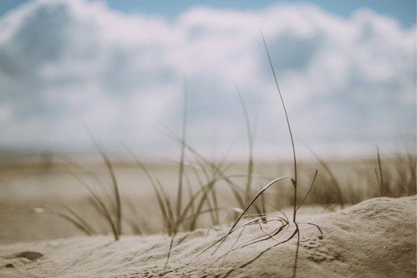 Close-up of beach grass on sand with a blurred sky, capturing the serene beauty of a Fripp Island getaway.