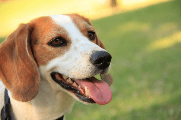 A happy brown and white dog with its tongue out, sitting on green grass on Fripp Island.