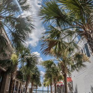 Tall palm trees line a sunny walkway between buildings, perfect for a family vacation in the South Carolina Lowcountry.