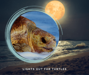 Weather Turtle Lights