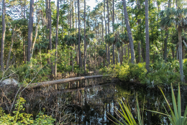 A dense forest with tall trees, green foliage, and a small pond reflecting the surrounding vegetation.