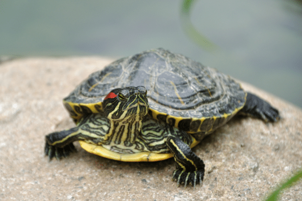 A red-eared slider turtle rests on a rock near water, its shell and stripes clearly visible.