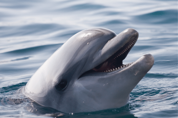 Beaufort Kayak Tour Dolphin