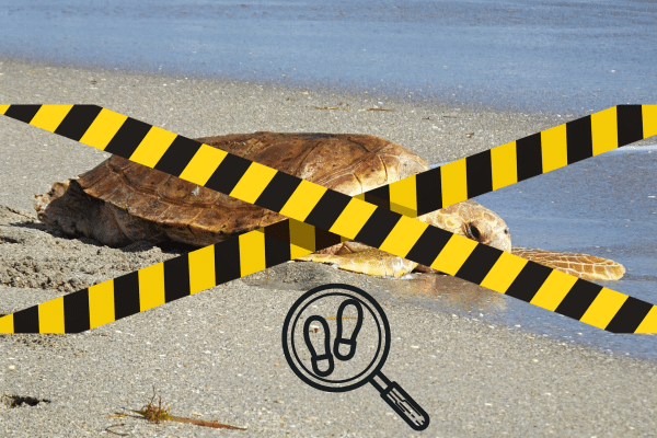 Sea turtle on beach behind black and yellow caution tape, with a footprint and magnifying glass icon in front.