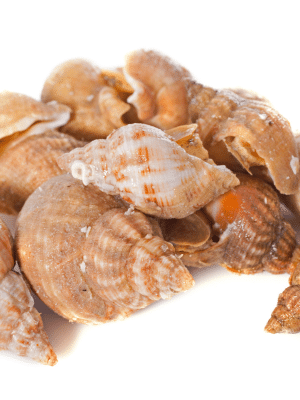A pile of brown and white seashells, some with orange interiors—perfect mementos from a beach vacation.