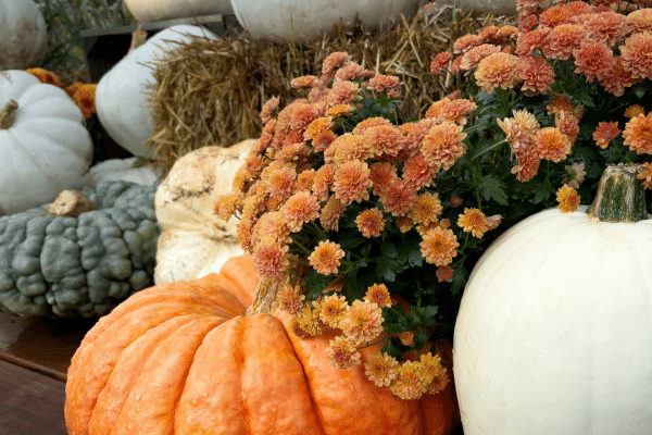 Festive autumn display with pumpkins and orange mums arranged on hay, perfect for your family vacation.