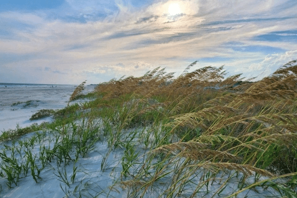 Grassy sand dunes on a beach under a partly cloudy sky—perfect for a relaxing Fripp Island vacation rental.