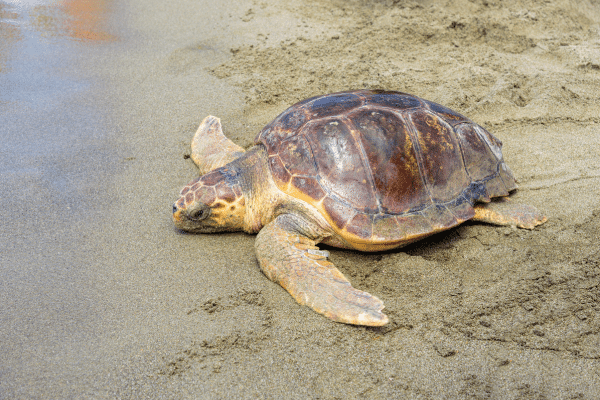 A sea turtle crawls on wet sand near the water’s edge during a Fripp Island beach vacation.