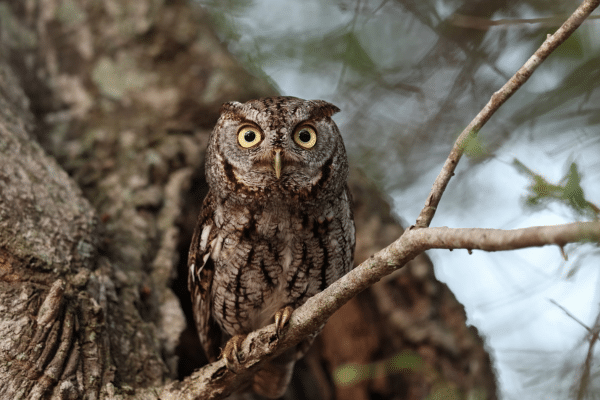 A small owl with yellow eyes perches on a branch, spotted during our family vacation in South Carolina.