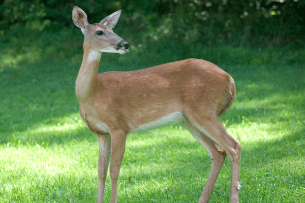 A deer stands on green grass beneath shade, evoking the calm of a South Carolina vacation in the Lowcountry.
