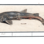 Illustration of a small, shark, perfect for a unique Fripp Island activity.