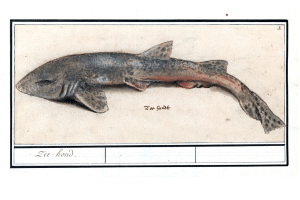 Illustration of a small, shark, perfect for a unique Fripp Island activity.
