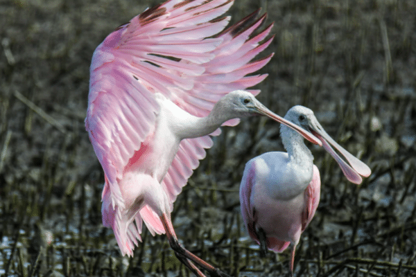 Two pink roseate spoonbills stand in shallow water, one with wings spread, the other looking on.
