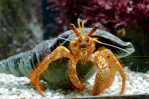 A close-up of a hermit crab with an orange body and a green shell on white gravel.