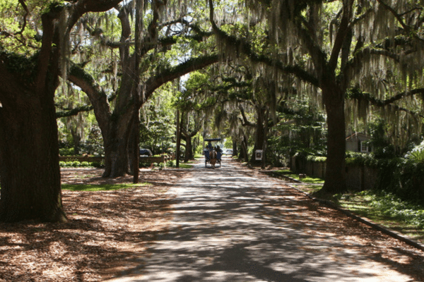 A tree-lined path with Spanish moss, sunlight filtering through branches, and two people walking ahead.