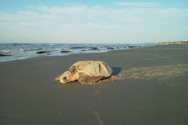 A sea turtle on wet sand near the shoreline, with the ocean and cloudy sky in the background.