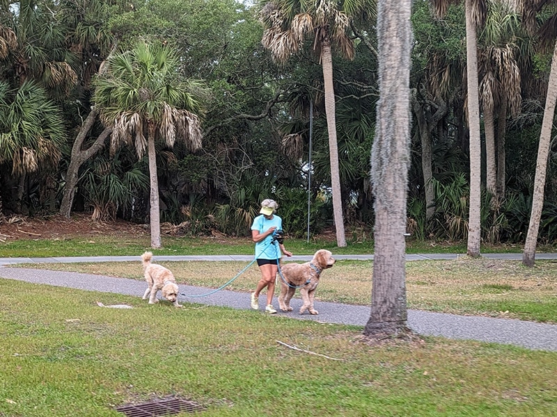 Woman in blue walking two large dogs on leashes along a path, surrounded by palm trees and greenery. Just another Fripp day in paradise.