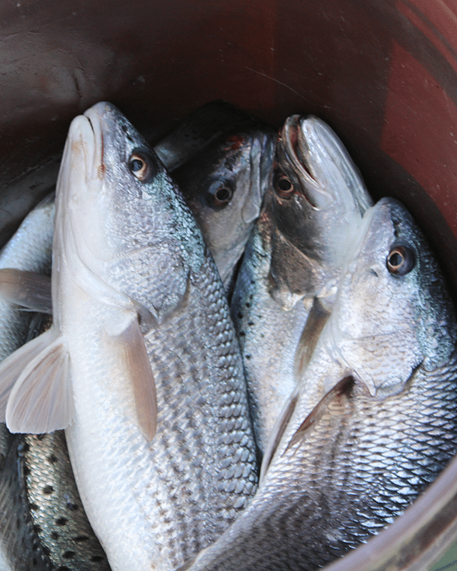 Five silver fish with scales are packed closely together inside a brown container.