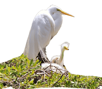 A white egret stands next to its chick in a nest surrounded by green foliage.