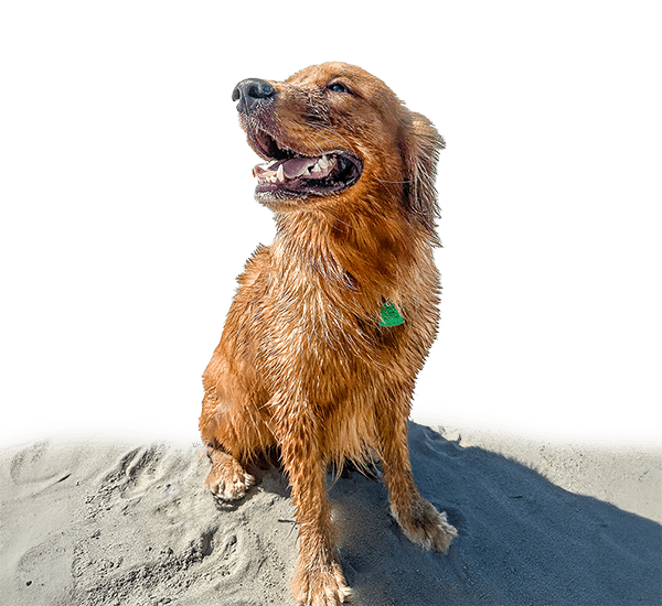 Wet golden retriever sitting on sandy beach, looking up with its mouth open and tongue out.