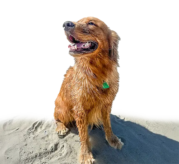 A wet golden retriever sits on the beach, looking up with its mouth open and tongue out.
