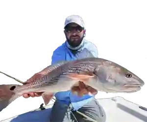 Man in blue shirt and cap holding a large fish, posing outdoors against a white background.