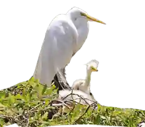 Two white egrets perched in a nest with green foliage, one adult and one chick visible.