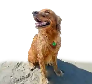 A wet golden retriever sits happily on sandy ground, looking up with its mouth open.