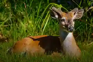 A young deer with small antlers lies in green grass, surrounded by tall vegetation in sunlight.